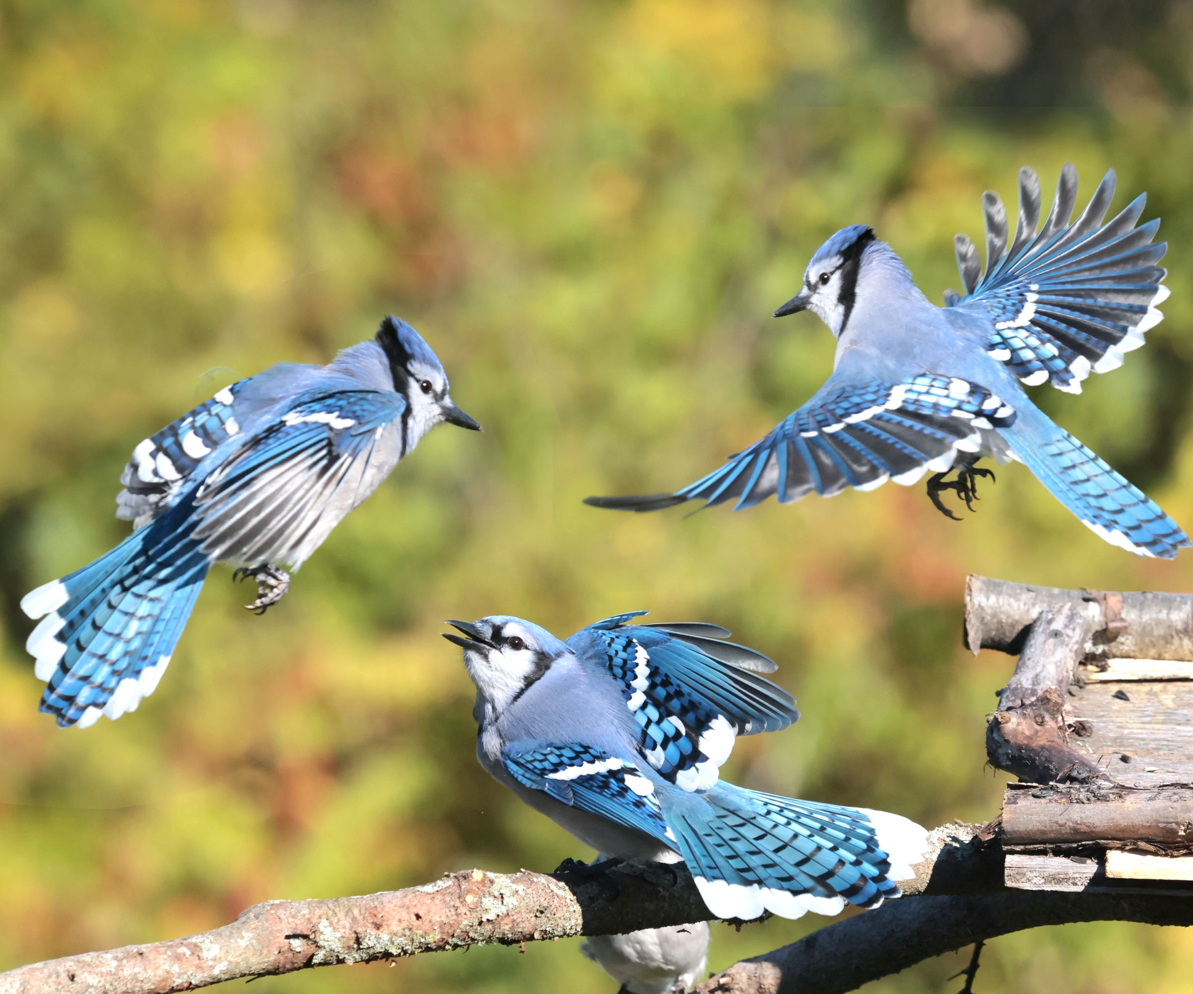 angry blue jays squabbling on branch of tree