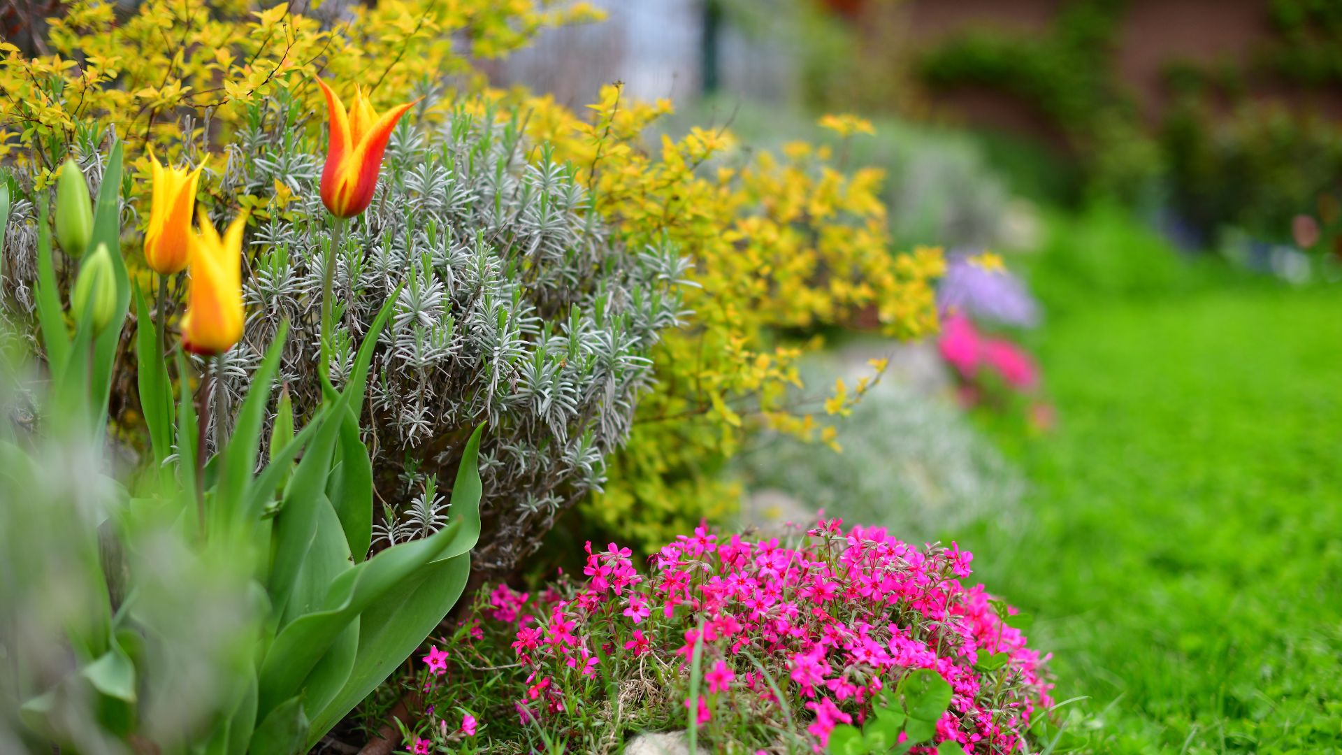 summer flowers growing in UK garden during summer