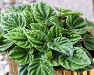 Peperomia Emerald Ripple houseplant