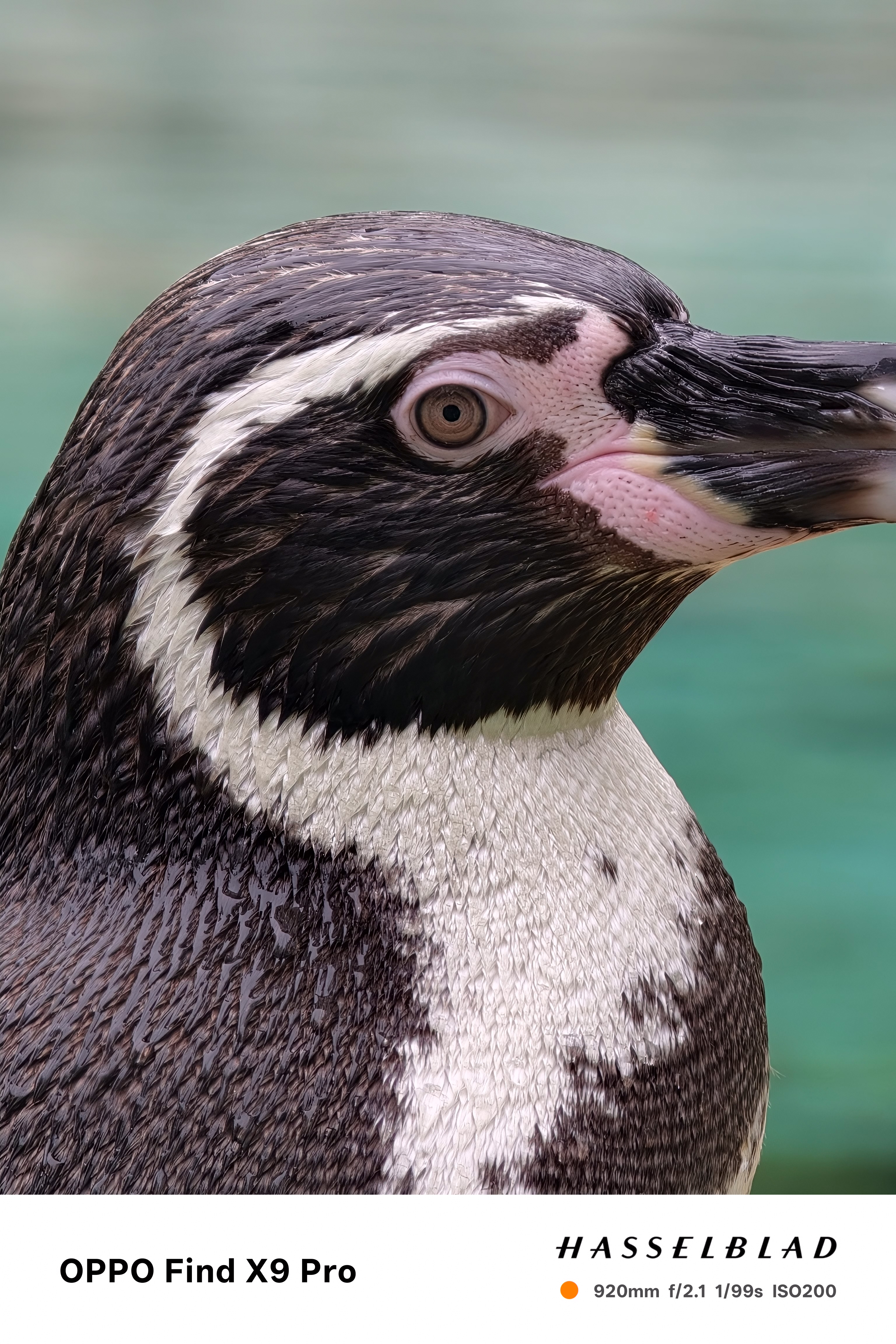 Close up of a penguin taken on an Oppo Find X9 Pro