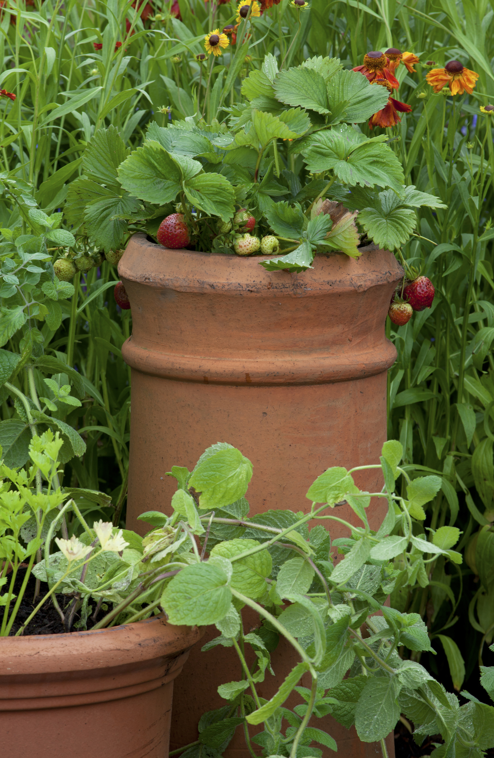 Strawberries in terracotta pots as an example of small vegetable garden ideas.