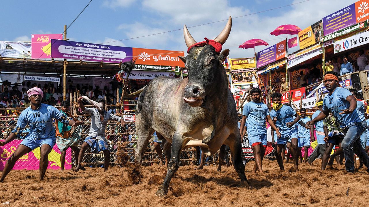 Bull taming &amp;#039;Jallikattu&amp;#039; festival in India 