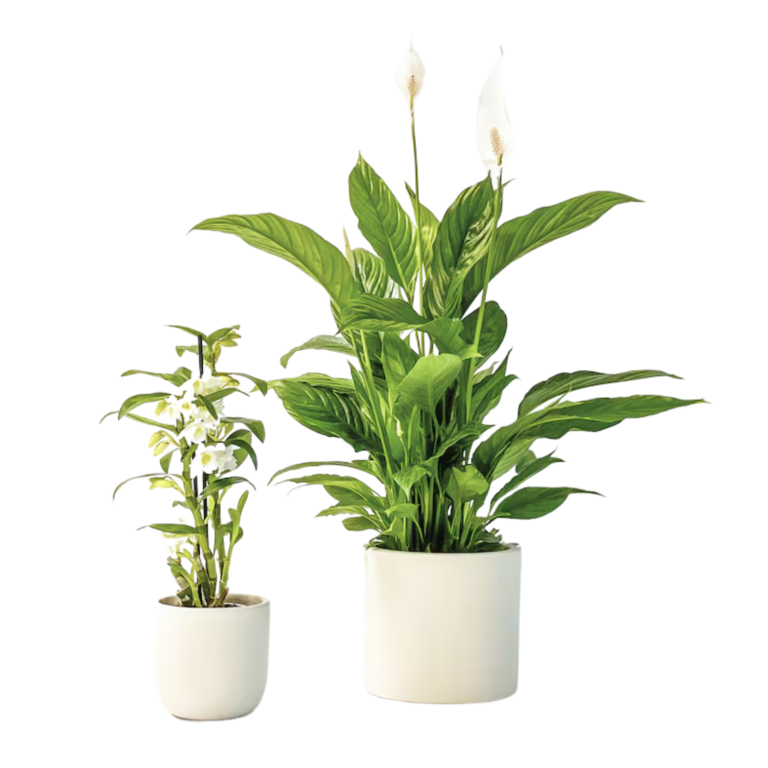 A peace lily and a bamboo orchid plant pair from H&M