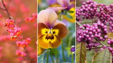 composite image of plants for autumn colour – burning bush, violas, beauty berry