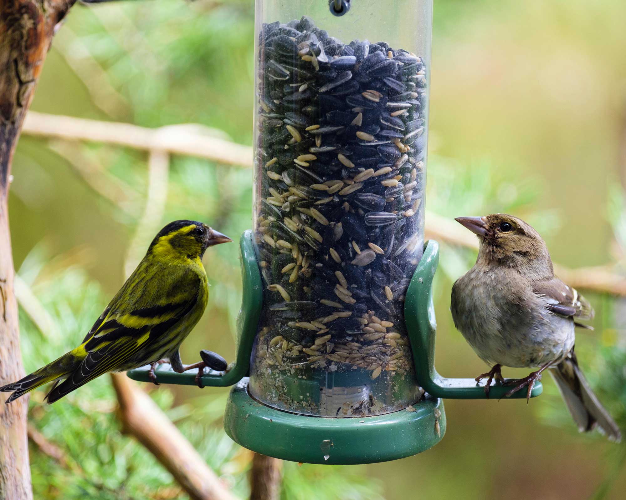 A finch and chaffinch on a garden bird seed feeder