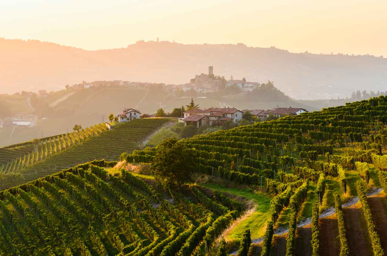 vineyard in Piedmont