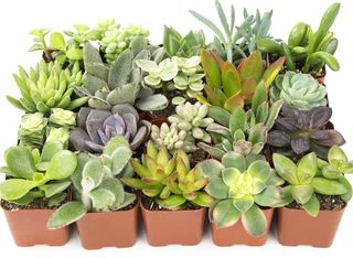 assorted selection of succulents