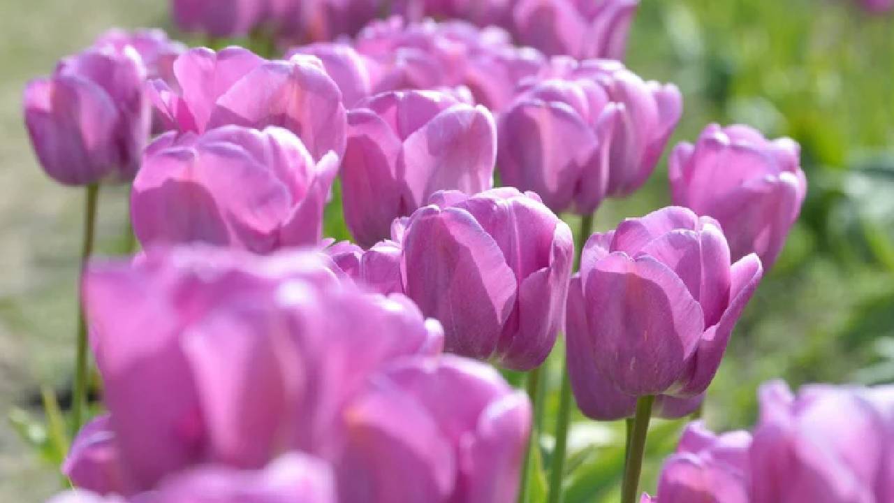 A close-up photograph of pink tulips