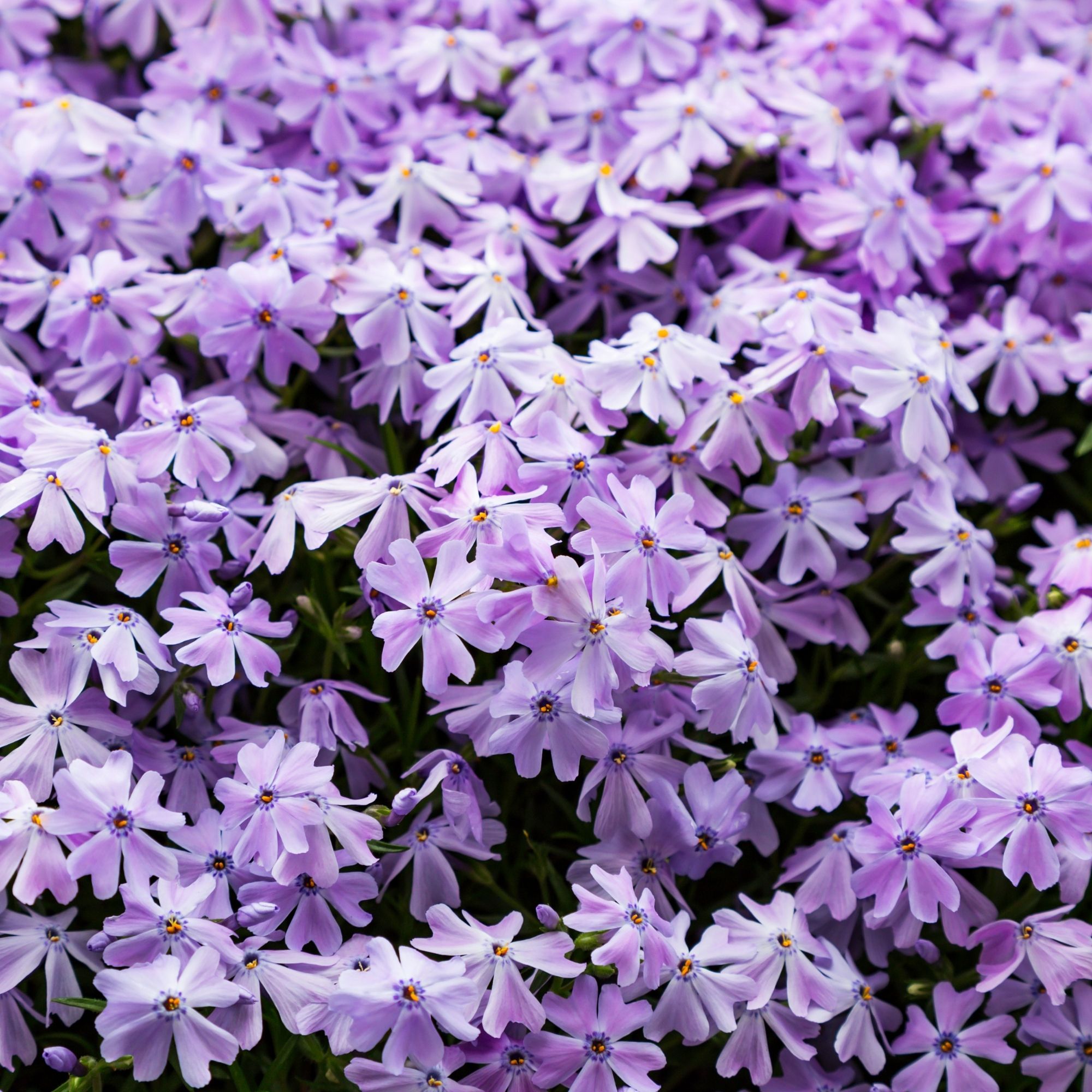 Blue and purple phlox flowers