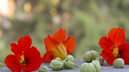 Orange nasturtiums flowers and green seed pods