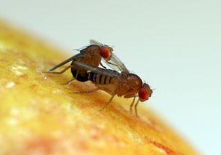Fruit flies in the Drosophila genus mating.