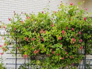 Blooming Goldflame honeysuckle, Lonicera heckrottii, climbing over a white painted brick wall in front of a home in Kansas USA