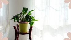  picture of peace lily on stool in front of window 