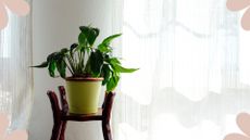  picture of peace lily on stool in front of window with white voile curtains to question why isn't my peace lily flowering