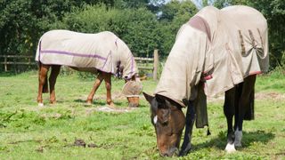 Two horses wearing an example of the best fly rugs for horses