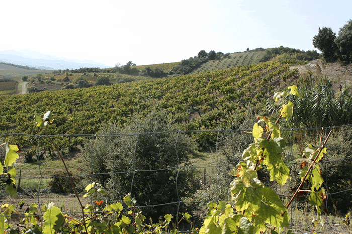 Jefford on Monday, Limoux