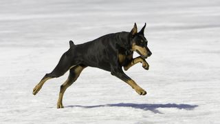 Doberman pinscher looking fit and athletic