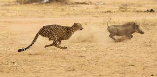 Cheetah in Kruger National Park chasing wart hog at full speed
