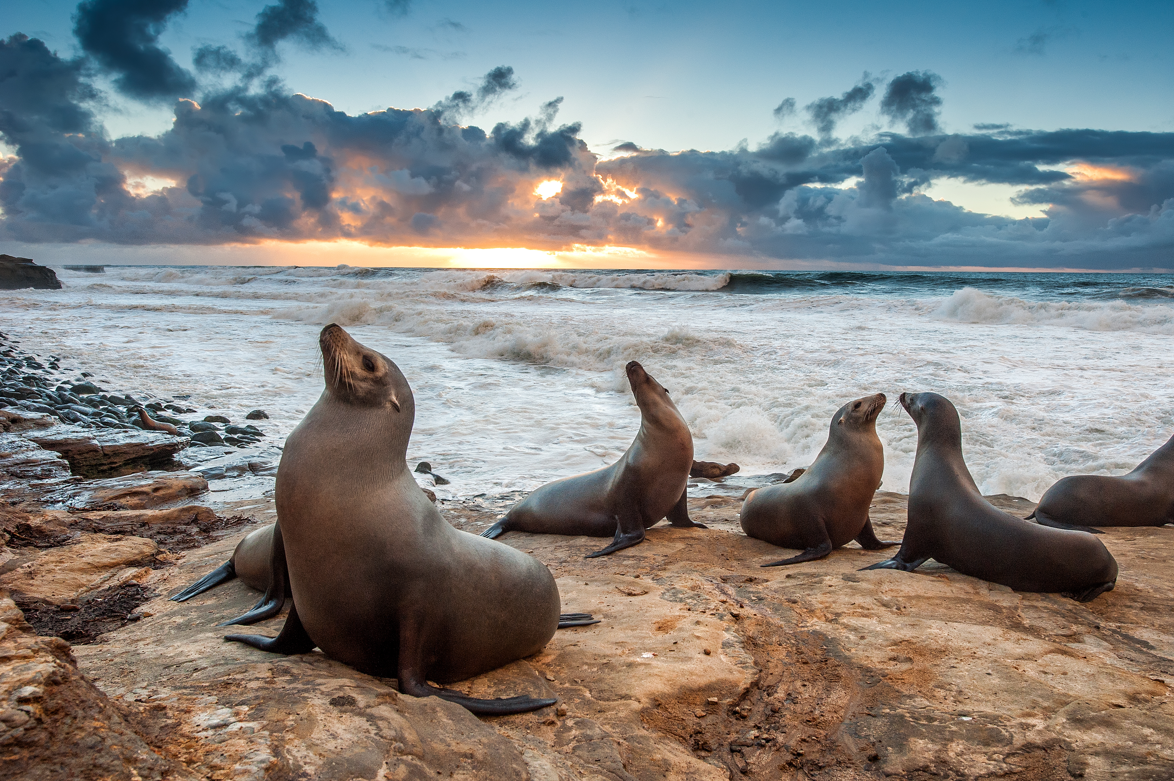 Sea Lions enjoying the last light of the day during sunset at La Jolla beach near San Diego, CA.