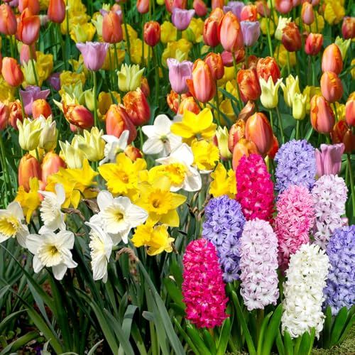 Spring Flower Bulb Garden