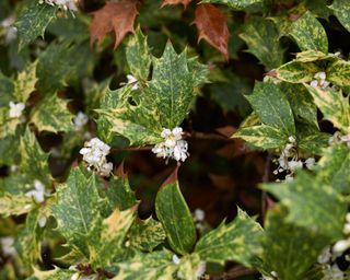 Variegated Osmanthus heterophyllus