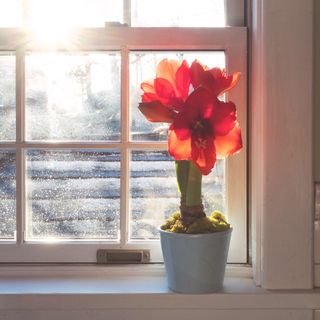 Potted flowering amaryllis houseplant on windowsill