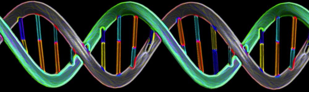 A strand of double-stranded DNA, in the shape of a double helix. 