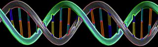 A strand of double-stranded DNA, in the shape of a double helix. 