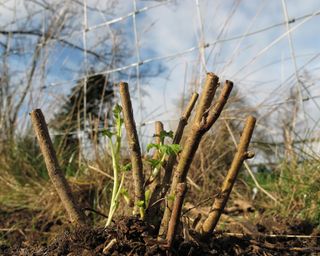 Young blackcurrant bush pruned to its base