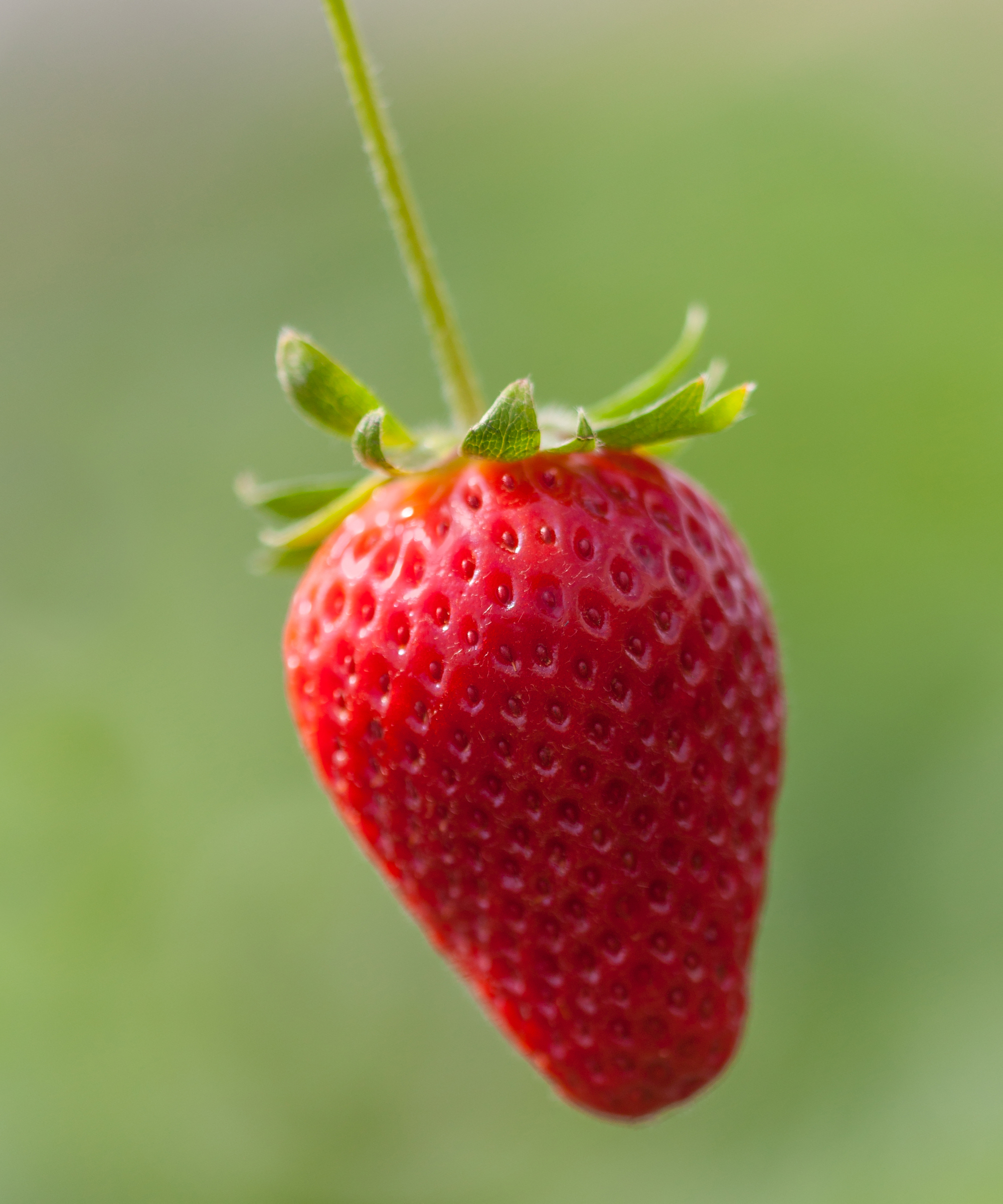 The strawberry varieties that will survive a hot summer | Gardeningetc