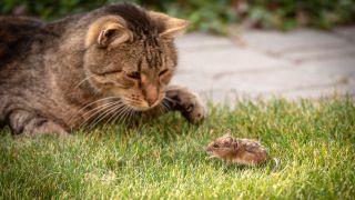A brown cat and brown mouse sitting next to each other on green grass