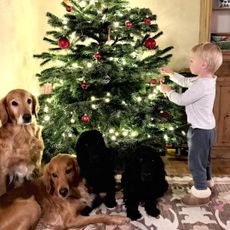 Inigo Middleton decorating a Christmas tree with their family dogs