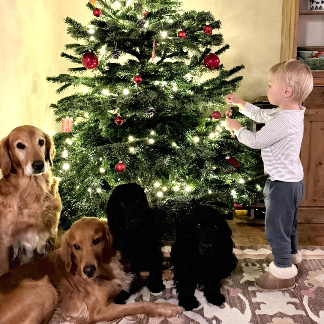 Inigo Middleton decorating a Christmas tree with their family dogs