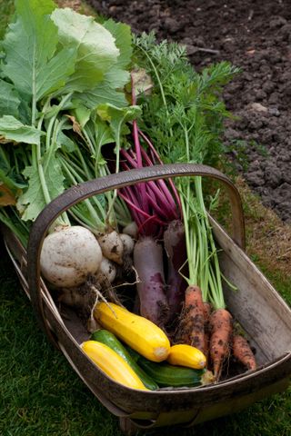 homegrown vegetables in a trug