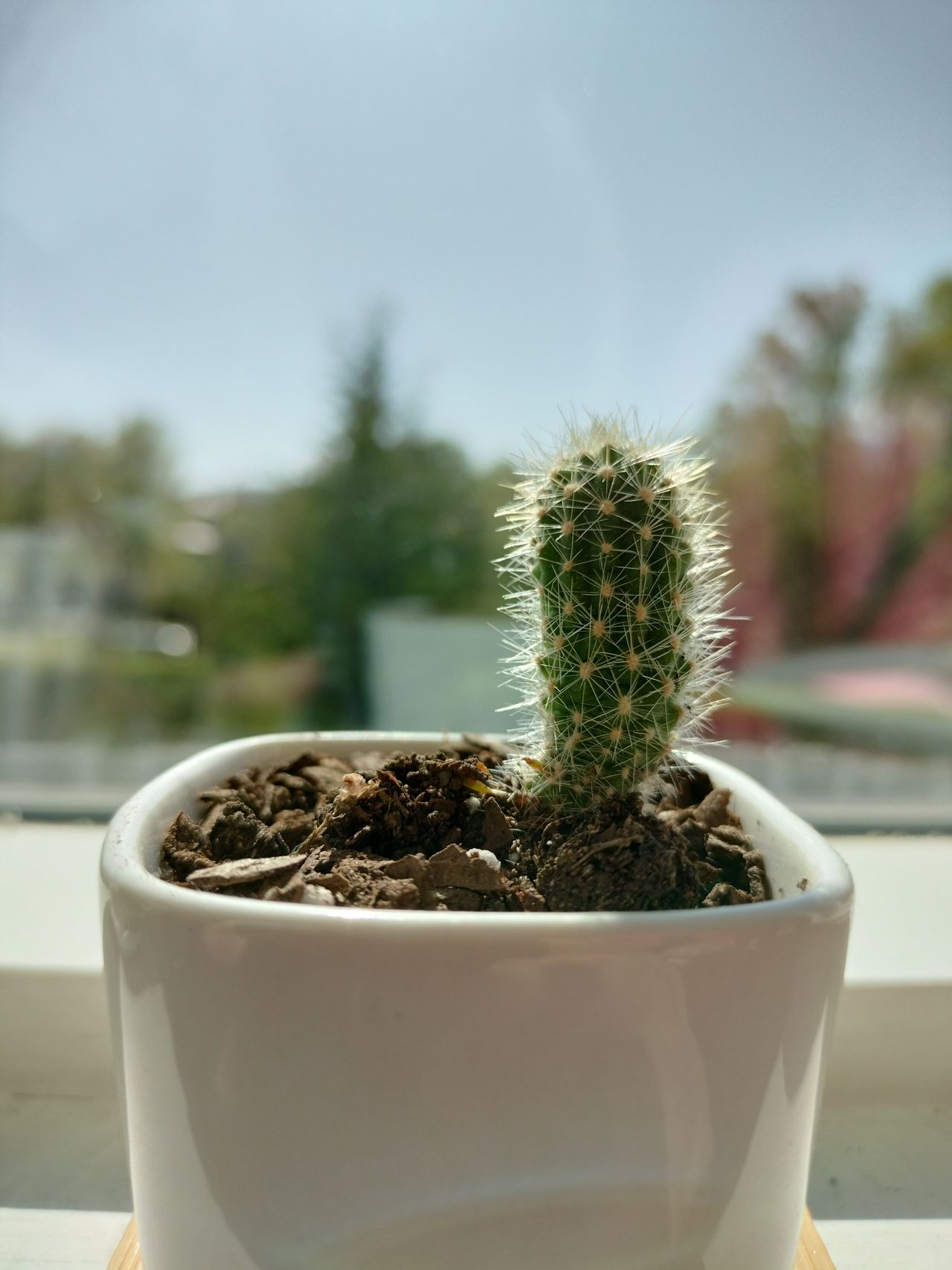 OnePlus Nord N20 camera sample portrait mode