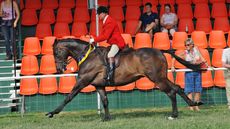 Thoroughbred Jack The Giant