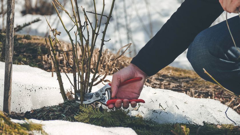 Pruning plants in winter