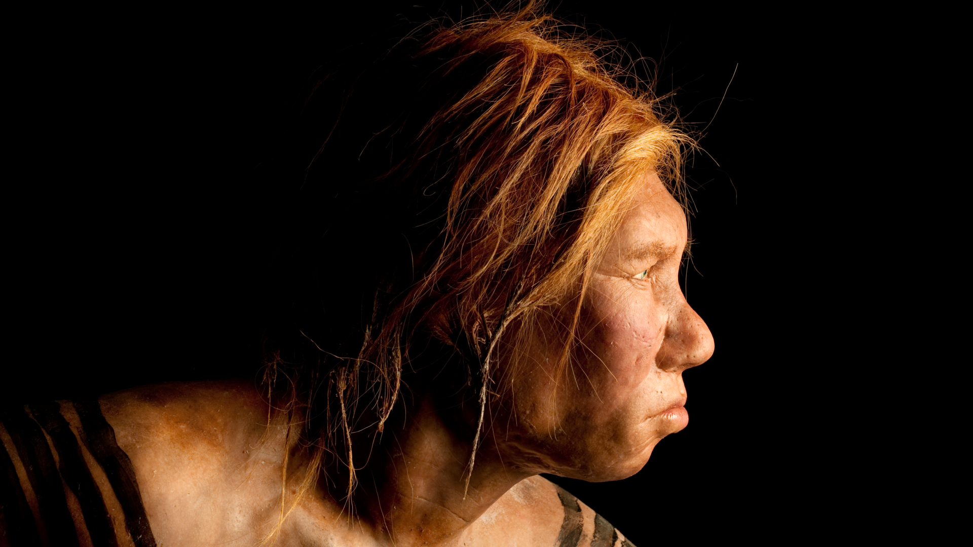 reconstruction of a female Neanderthal looking off to the right