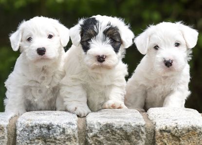 With the right care, working breeds such as Sealyhams can make excellent pets.