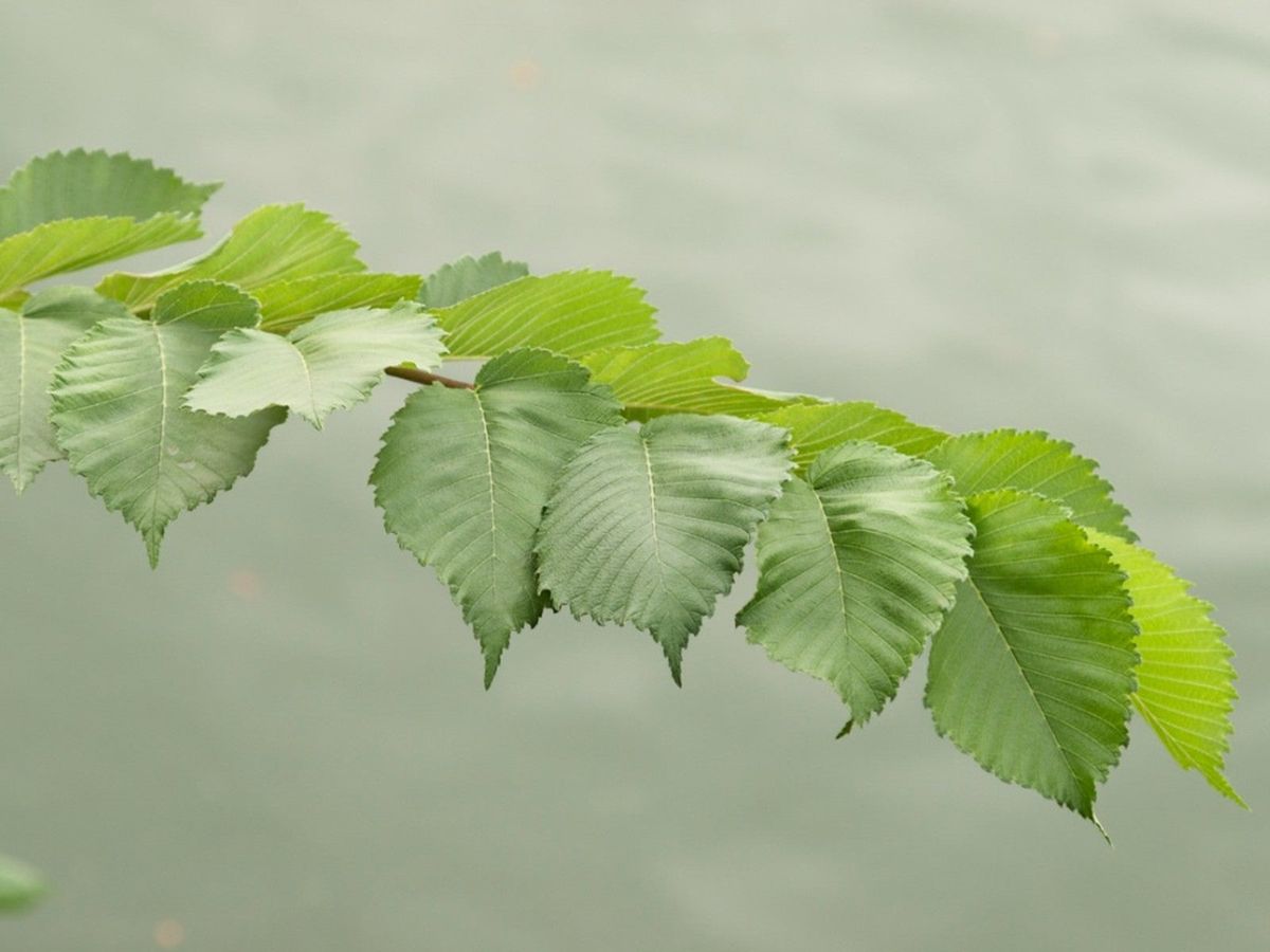 Elm Leaves Green 20 Leaves -  Canada