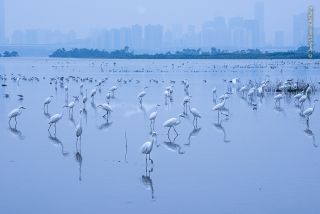 Wildlife Photographer of the Year: People's Choice Award 2020