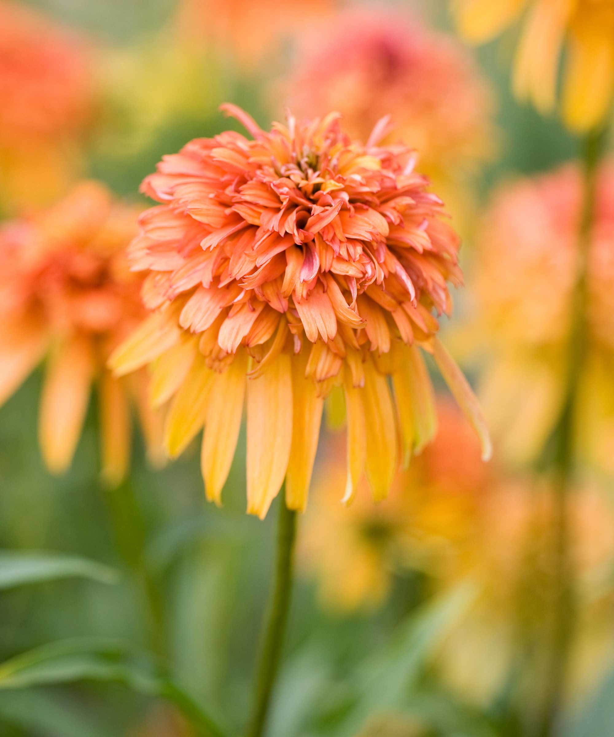 Echinacea &#039;Marmalade&#039; in flower