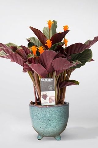 Calathea 'Eternal Flame' plant in a blue pot