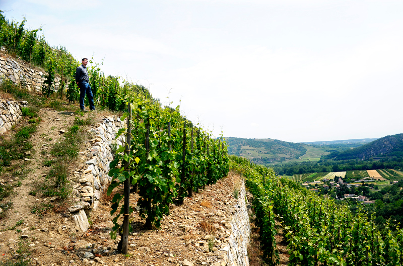 Jean-Louis Chave vineyards-credit-Nanda-Gonzague