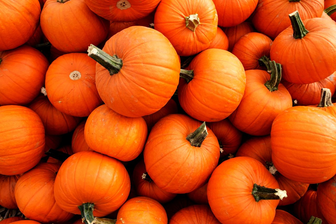 Pumpkins.