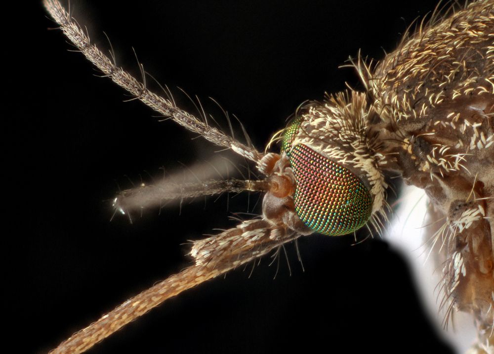 Gallery: 'Insects Unlocked' Collection Shares Free Bug Photos | Live ...