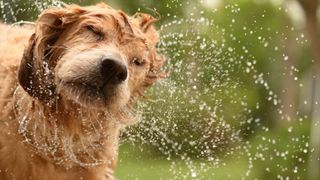 Dog shaking dry after ice bucket challenge