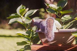 grey squirrel on flowerpot