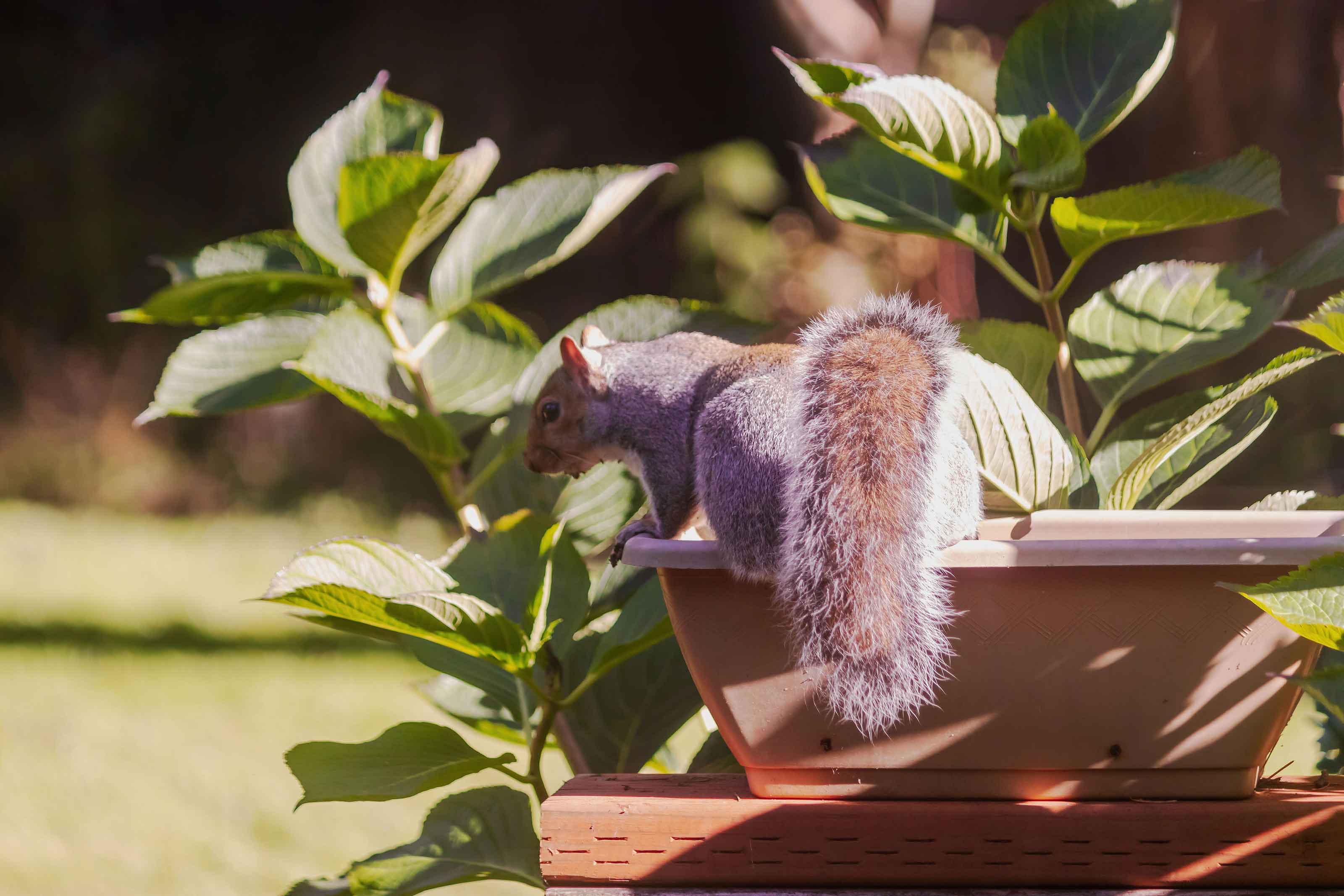 grey squirrel on flowerpot