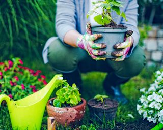 Gardener holds potted plant among other varieties